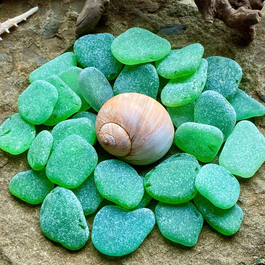 Medium Green Sea Glass Set of 12 – Genuine Beach Glass 2–3 cm – Jewelry Making & Craft Supply (B070)