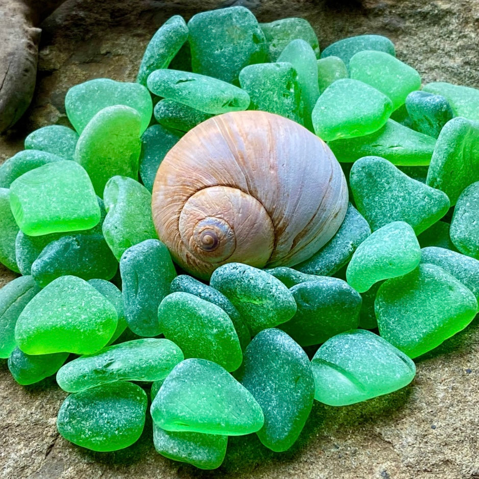Small Green Sea Glass Set of 12 – Genuine Beach Glass 0.5–1.5 cm – Jewelry & Resin Craft Supplies (B080)