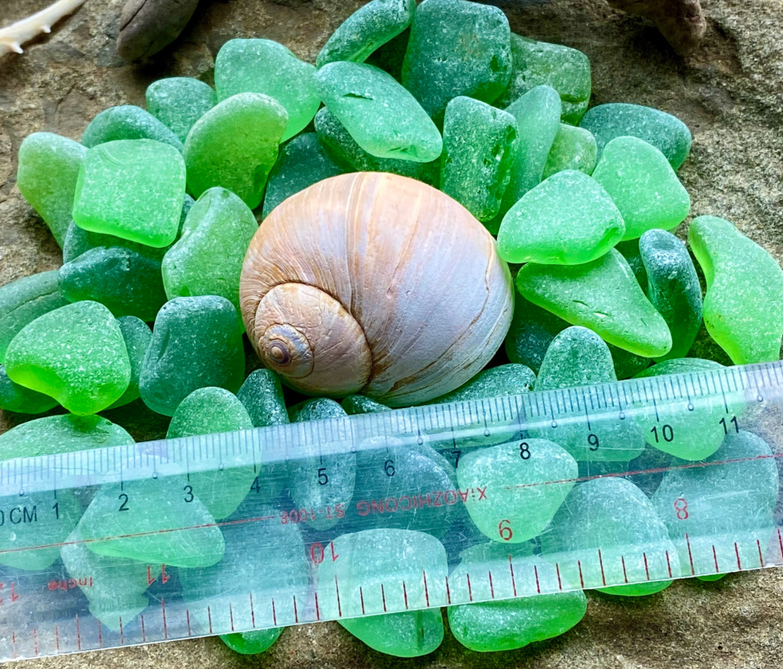 Small Green Sea Glass Set of 12 – Genuine Beach Glass 0.5–1.5 cm – Jewelry & Resin Craft Supplies (B080)